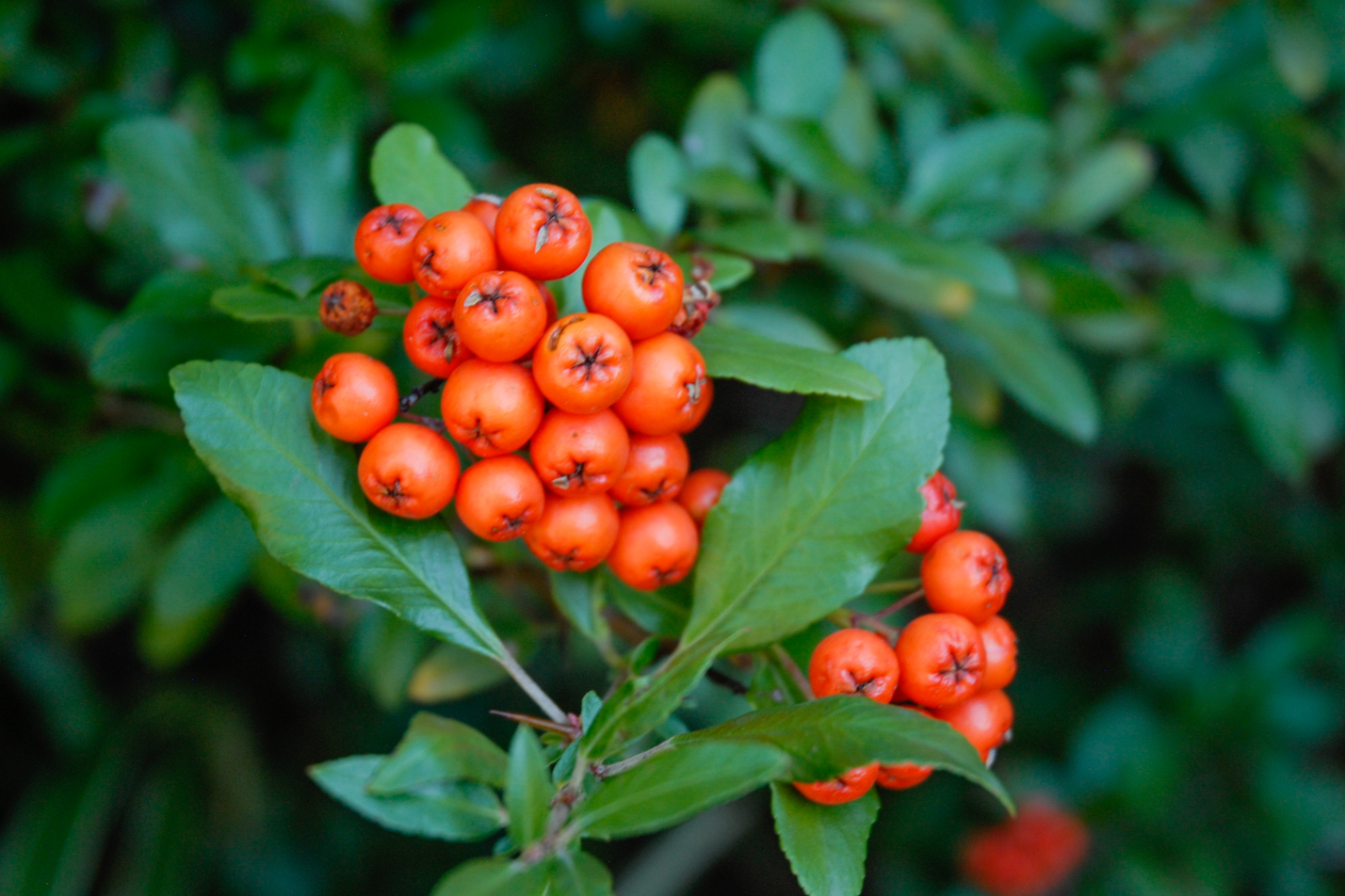 Pyracantha